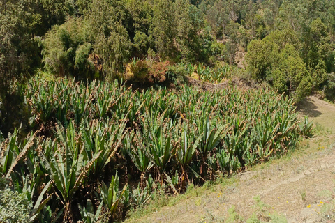 from Addis Ababa, wonchi Lake Suba Hills & Hot Springs
