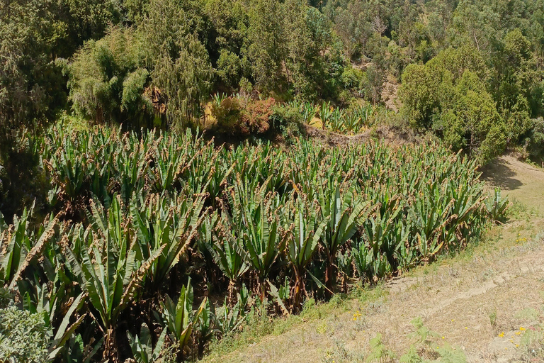 from Addis Ababa, wonchi Lake Suba Hills & Hot Springs