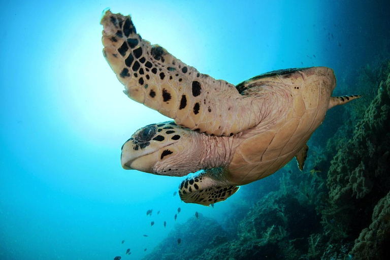 Muscat: Glass-Bottom Snorkeling Trip to Daymaniat w/ Snacks