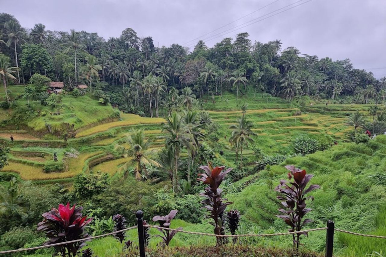 Ubud: Danza Barong, Tempio, Terrazza del Riso e CascataTour privato di Ubud senza biglietti d&#039;ingresso