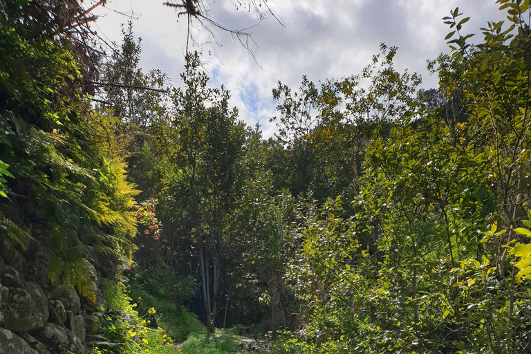Grande Canarie : excursion dans la forêt de LaurisilvaGrande Canarie : excursion dans la forêt de Laurissilva