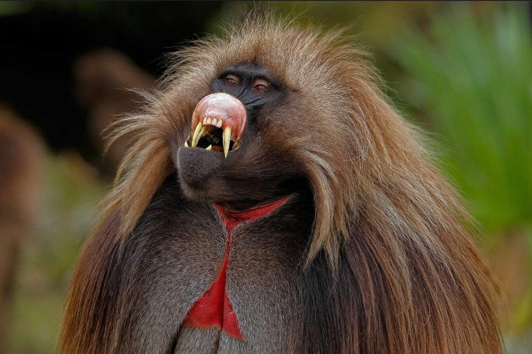 Addis Ababa: Debre Libanos, Gelada Baboons, & Gorge Tour