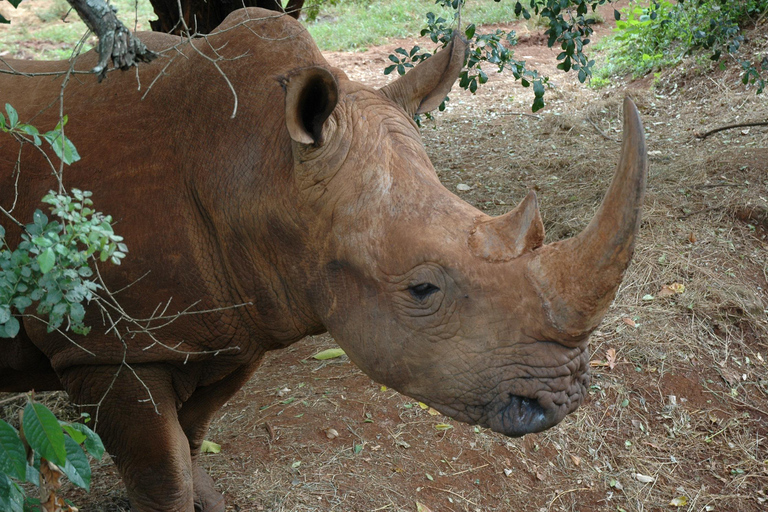 Safariwandeling in Nairobi en dagtour door het Giraffencentrum