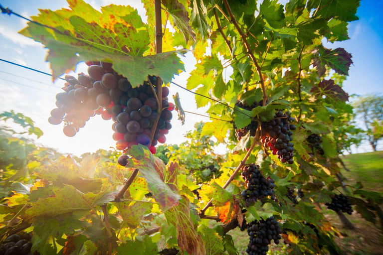 البرية: جولة مشي لمسافات طويلة ومشاهدة النجوم في خاو ياي لمدة يومينجولة المجموعات الصغيرة