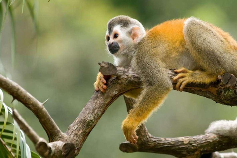 Excursão de dia inteiro à ilha dos macacos