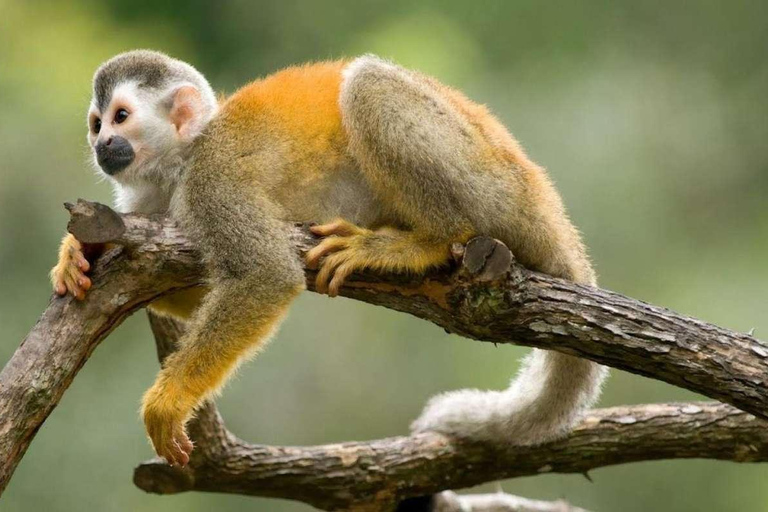 Excursão de dia inteiro à ilha dos macacos