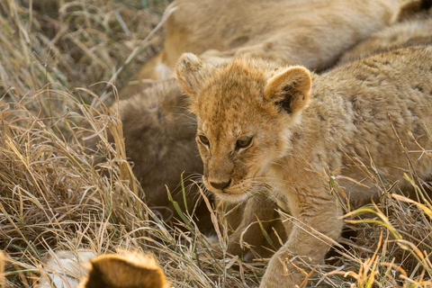 3-Days Mikumi National Park by electric Train