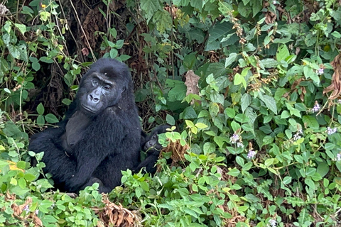 3-dagars spårning av låglandsgorilla i Kongo (DRC) från Rwanda