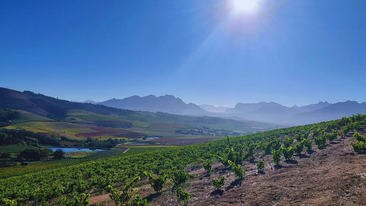 Stellenbosch: Weintour – Weinbergrundgang und Weinkellerbesuch