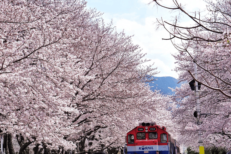Seoul/Busan: Jinhae Cherry Blossom Festival Shuttle Bus From Seoul - Group Tour, meet at Dongdaemun (DDP)