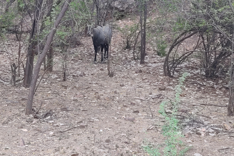 Excursion d'une journée au safari des tigres de Ranthambore au départ de Jaipur - Tout comprisVoiture privée AC avec transfert