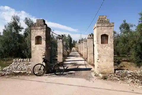 Bike tour in Trani + visit to olive grove and evo oil tasting