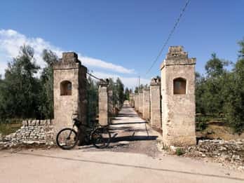 Bike tour in Trani + visit to olive grove and evo oil tasting