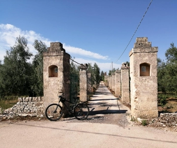 Bike tour in Trani + visit to olive grove and evo oil tasting