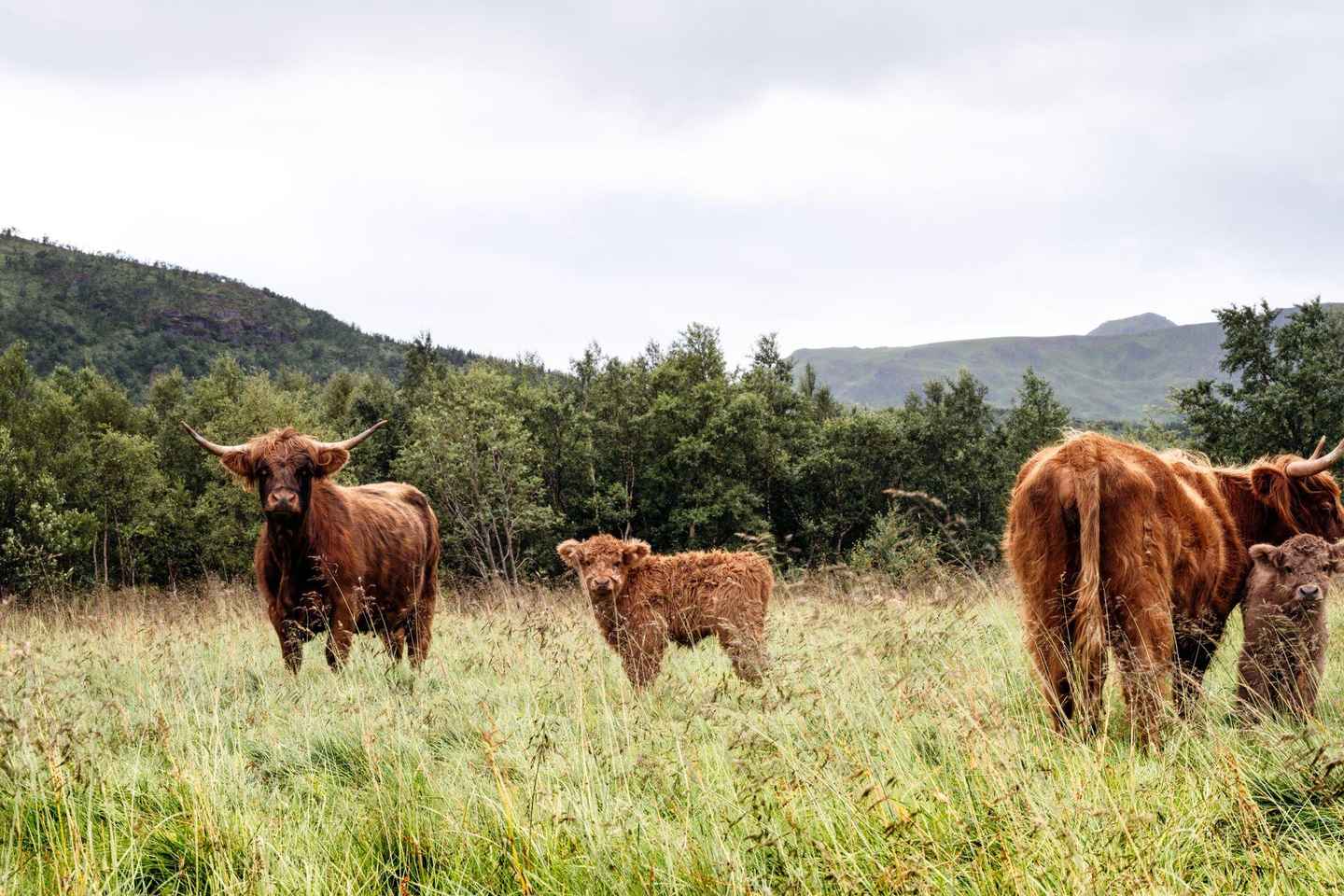 Expérience Ferme Authentique aux Lofoten