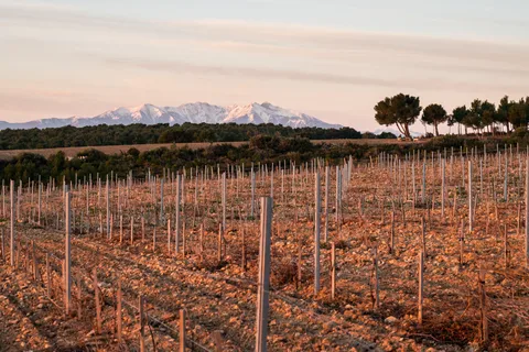 Rivesaltes - ¡Secretos locales y cata de vinos únicos!