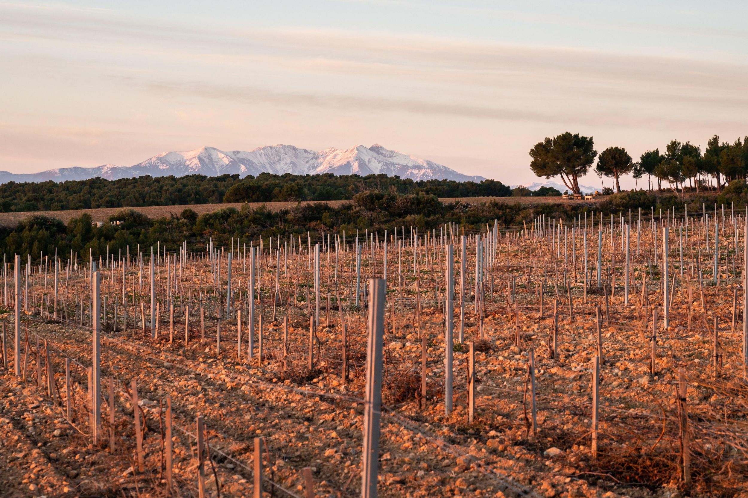 Rivesaltes - Geheimnisse des Terroirs und einzigartige Weinproben!