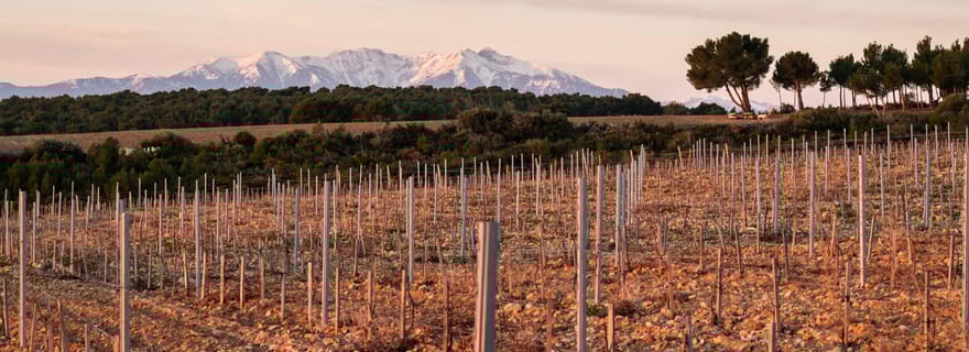 Rivesaltes – Secrets du Terroir et Dégustation de Vins Uniques!