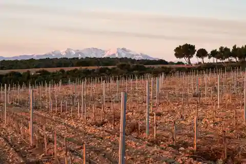 Rivesaltes - ¡Secretos locales y cata de vinos únicos!
