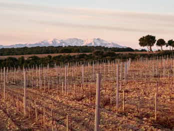Rivesaltes - Secrets du Terroir and Unique Wine Tasting!
