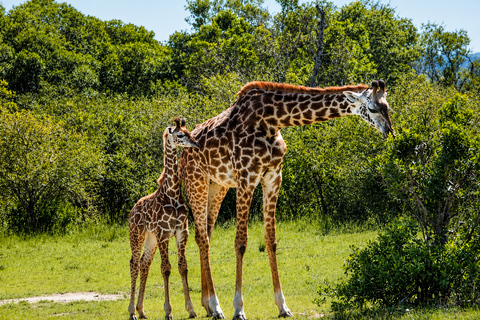 From Arusha: Arusha National Park Day Trip with Game Drive
