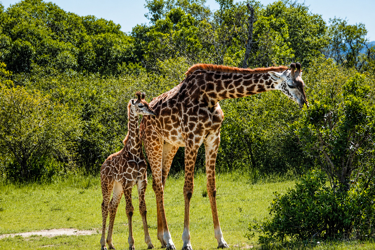 From Arusha: Arusha National Park Day Trip with Game Drive