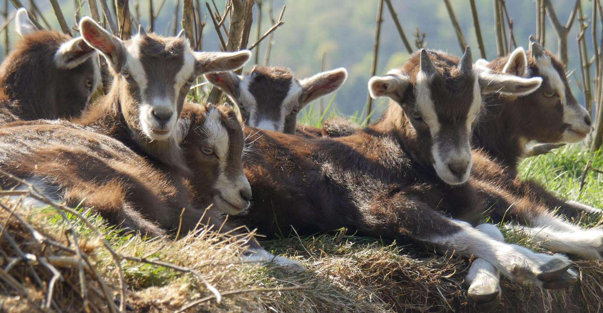 Climb the mountains together with goats - Housity