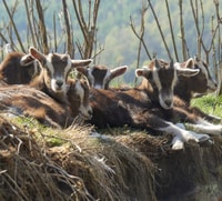 Climb the mountains together with goats - Housity