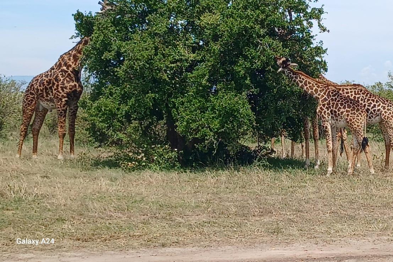 Nairobi: 8-Day Big Five, Culture & Photo Safari 8-Day Big Five, Culture & Photo Safari -Budget accommodation