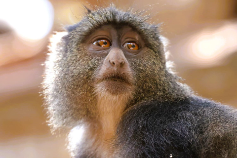 Arusha: 6-Day Northern Tanzania Safari