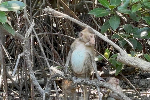 From Bangkok: Railway Market, Tha Kha, and Monkey Coast Tour