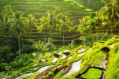 Ubud: Private Car Charter with Entry Fees Ubud Customizable Tour