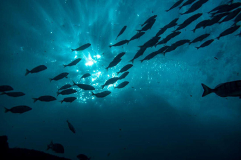 Albufeira: inmersión doble en el océano para buceadores certificadosAlbufeira: Buceo doble en el océano para buceadores certificados