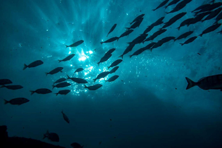 Albufeira: inmersión doble en el océano para buceadores certificadosAlbufeira: Buceo doble en el océano para buceadores certificados