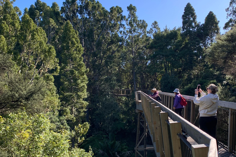 Auckland: Urban Rainforest Half-Day Small Group Walking Tour