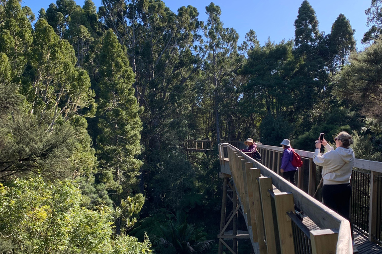 Auckland: Urban Rainforest Half-Day Small Group Walking Tour