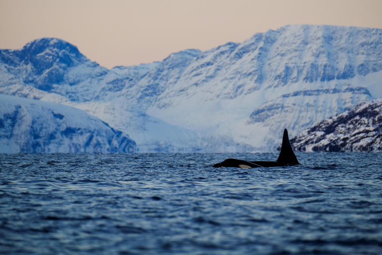 From Tromsø/Skjervøy: Whale Safari by RIB Boat From Skjervøy: Whale Safari by RIB Boat (No transfer)