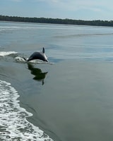 2-Hour Dolphin and Nature Eco Tour from Orange Beach - Housity