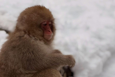 Tokyo: Nagano Day Trip with Snow Monkey Park & Temple.
