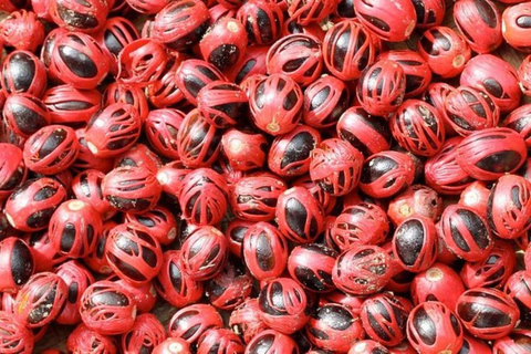 桑给巴尔香料农场之旅（含传统斯瓦希里午餐）