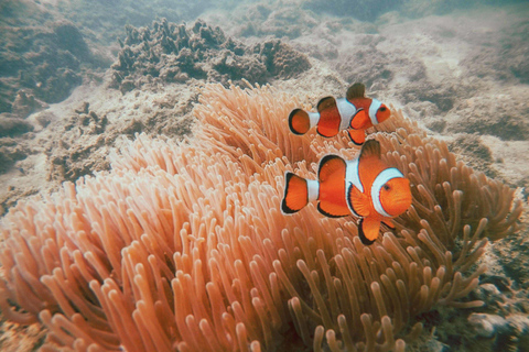 Phuket/Khao Lak: The Ultimate Surin Island Snorkel Odyssey Hotel pickup in Phuket