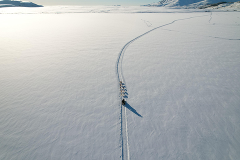 Winter Dog Sledding next to Reykjavik