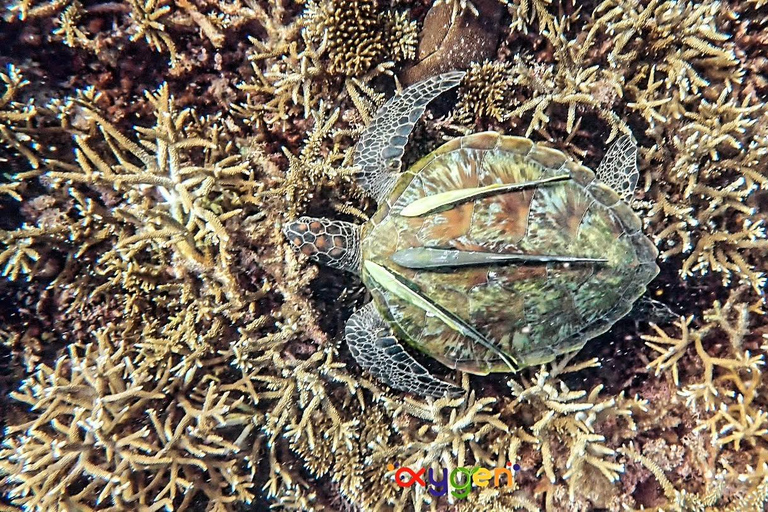 Koh Tao in a Day: Turtles, Hidden Reefs & Nangyuan Viewpoint