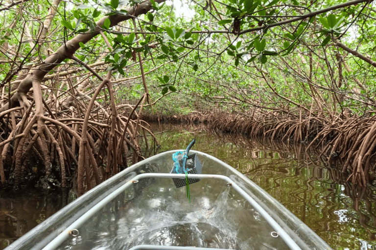 Sarasota: Clear Kayak Beach Hopping and Mangrove Tunnel Tour