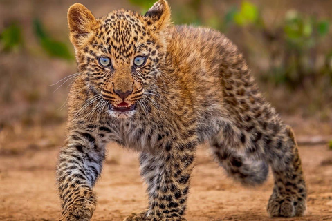 Yala National park Entry eTicket
