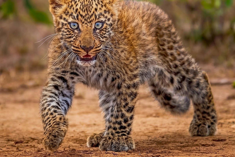 Yala National park Entry eTicket