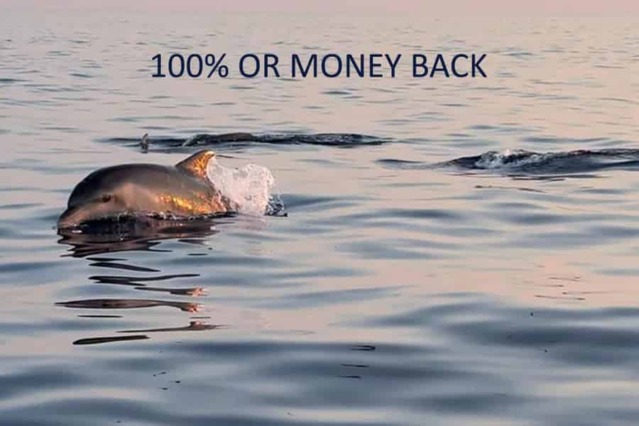 Vrsar: Delfinbeobachtung bei Sonnenuntergang mit Schnellboot. Foto: GetYourGuide Vrsar: Delfinbeobachtung bei Sonnenuntergang mit Schnellboot. Foto: GetYourGuide