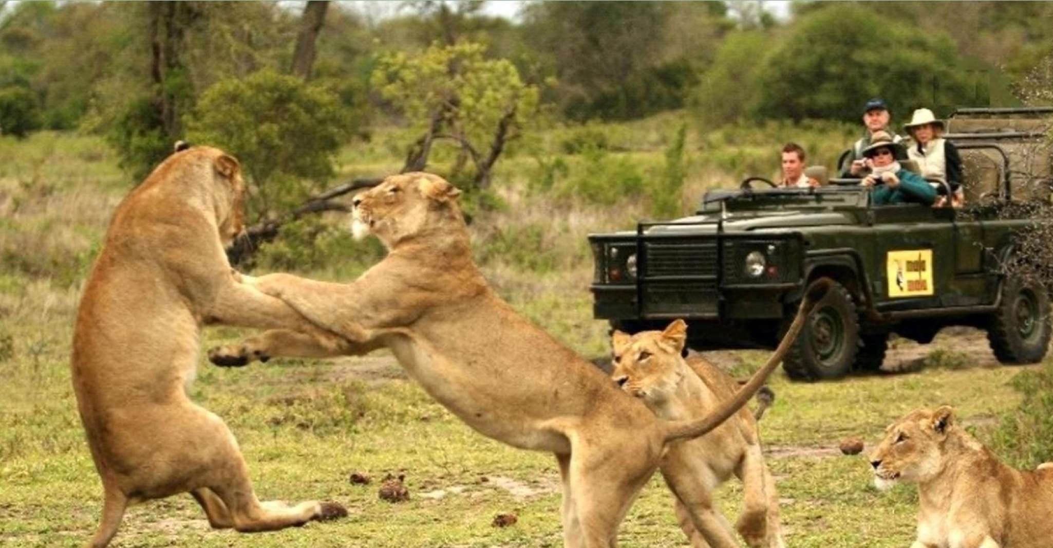 Tala Game Reserve & Natal Lion Park Day Tour From Durban - Housity