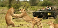 Half Day Tala Game Reserve y Natal Lion PK Tour desde Durban - Housity