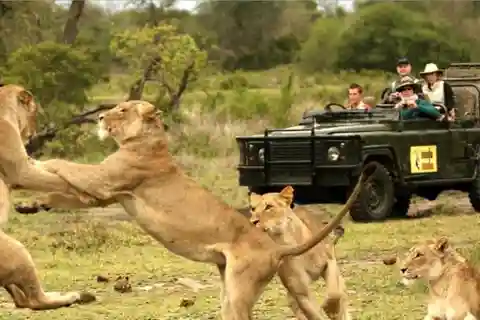 Hluhluwe Imfolozi Big 5 heldagstur från Durban